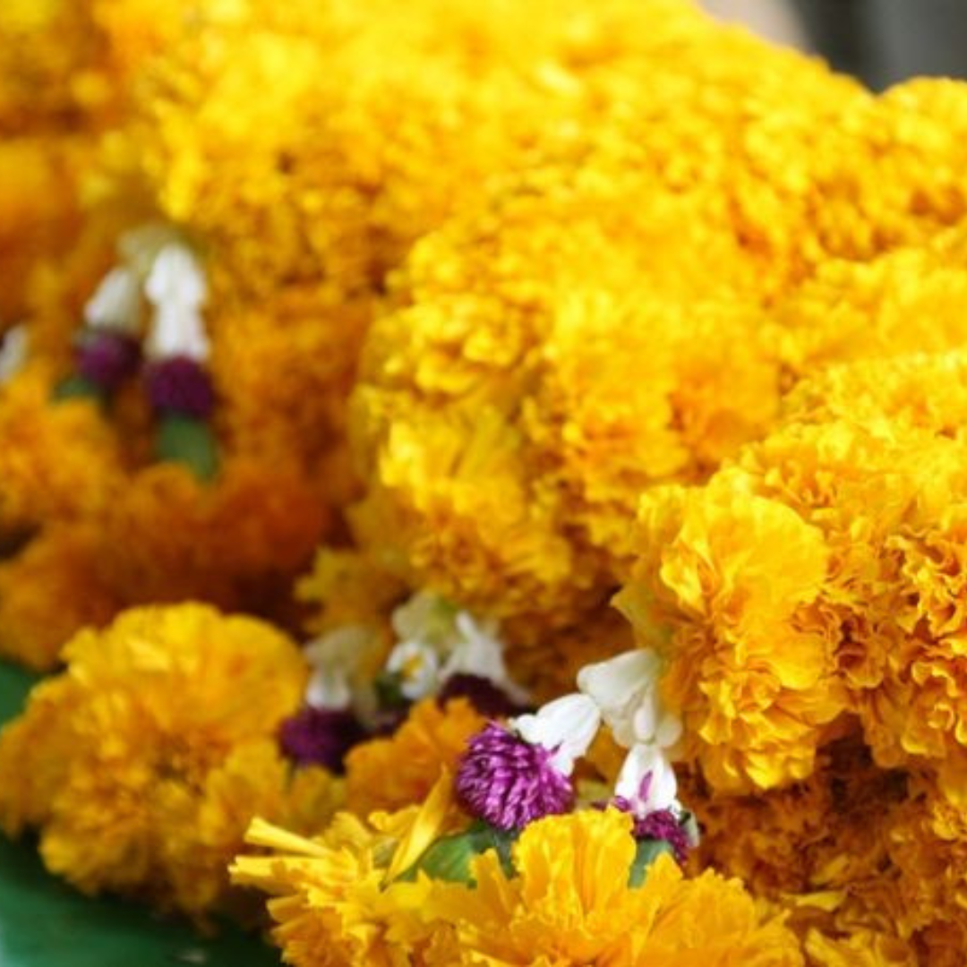 hongthong